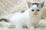 美短  银虎斑 种公高白 宠物猫活体  纯种猫  特价 江浙沪包邮