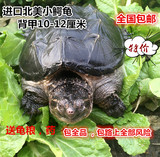 小鳄龟苗活体乌龟 宠物龟大鳄龟水龟北美小鳄龟苗9-13cm特价