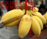 广东苹果粉蕉 新鲜香蕉水果米蕉小芭蕉纯天然零添加banana5斤包邮