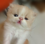 家养纯种加菲猫异短异国短毛猫宠物猫红白异短茄菲猫宝宝75天出售