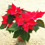 一品红圣诞花万年红室内花卉绿植盆栽开业礼品年宵花开花成都送货