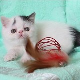 家养出售 CFA后代 异国短毛猫 加菲猫 纯种宠物猫猫咪 高白