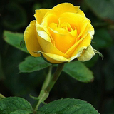 国产 黄玫瑰，4棵包邮玫瑰花苗 黄玫瑰苗金色幻想 包真品