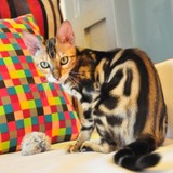 红黑金三色大理石纹纯种孟加拉豹猫成母出售