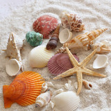 满50包邮天然海星贝壳海螺【沙子】拍照道具自然主题拍摄背景