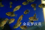 热带鱼观赏鱼活体 帝王马骝罗汉鱼苗 金花罗汉鱼苗 4cm左右