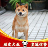 赛级双血统日本柴犬 健康纯种宠物狗狗幼犬 北京繁殖 绝对健康