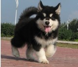 杭州纯种阿拉斯加幼犬热销 家养阿拉斯加犬 巨型阿拉斯加雪橇犬