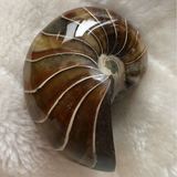 马达加斯加特大号鹦鹉螺 天然海螺化石 风水螺/转运螺 极品鹦鹉螺
