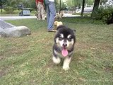 温州宠物活体狗/纯种阿拉斯加雪橇犬/阿拉斯加幼犬/纯种健康2
