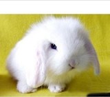【夏天宠物】贵州活体宠物兔子垂耳兔小宠兔子垂耳兔折耳兔子包活