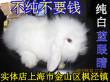 纯白蓝眼睛垂耳兔宝宝 兔子 宠物兔 白色 小兔子 折耳兔