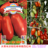 意大利进口蔬菜种子：棒棒糖小番茄种子 水果味很浓郁圣女果种子