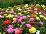 出售盆栽 阳台庭院种植 夏季正是花期 太阳花苗   半枝莲苗