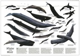 鲸鱼的世界 科普画 无框画简约北欧表情 装饰画清新风格挂画画芯