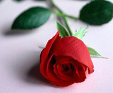 红白粉玫瑰康乃馨鲜花单支鲜花批发5月20上海预定活动婚庆补差