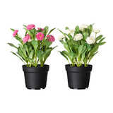 IKEA南京宜家代购 菲卡 人造盆栽植物 , 雏菊 多色1个