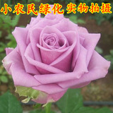 欧洲香水玫瑰花苗盆栽浓香大花月季苗 蓝月 包成活 保证花色