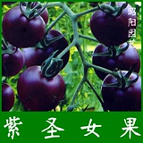 紫圣果种子 小西红柿籽水果蕃茄圣女果小番茄种子 盆栽地栽都可以
