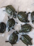 活体中华草龟金线龟 外塘龟乌龟宠物龟 长寿龟2～3cm免包装费