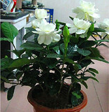 室内花卉芳香植物茉莉花 四季常青小叶栀子花盆栽  净化空气包邮