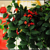 口红吊兰 家庭居室垂吊观花爬藤园艺植物中之佳品  特价销售中