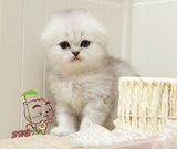 促销猫咪活体SHE之家名猫馆宠物银渐层折耳英短猫纯种美短毛长毛