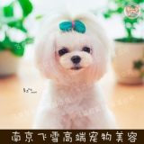 南京飞雪高端宠物美容 私家宠物美容服务  500元会员卡专拍