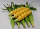 新鲜果蔬  玉米 黄玉米  上海同城蔬菜水果配送满69包邮