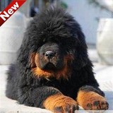北京纯种双血统藏獒幼犬 出售狮头幼崽铁包金红黄黑雪獒狗狗