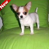 黄白花吉娃娃幼犬出售 纯种玩具小体宠物狗狗 可送货 保证健康