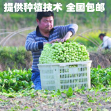 鸡毛菜种子批发 上海青 绿色有机蔬菜籽 四季播种小青菜种子500克