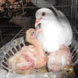 晓爱鸽蛋新鲜鸽子蛋受精鸽蛋孵化小鸽子蛋可孵化30装箱包顺丰