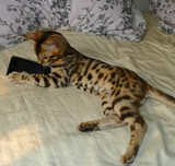 【私加家庭式猫舍】名猫 孟加拉豹猫，实物挑选，可空运