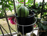 四季盆栽小西瓜种子室内阳台西瓜种子春季播瓜果蔬菜种子水果种子