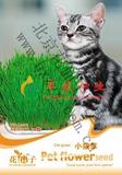 【小猫草种子】宠物草种子 小麦种子 春夏秋种 50粒