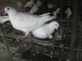 高产美国白羽王肉鸽种鸽 一对 回家可繁殖下蛋/可快递/保活包邮