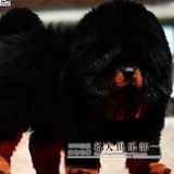 纯种臧藏獒幼犬出售雪獒铁包红獒大狮头红獒兽狮王巨型犬藏獒