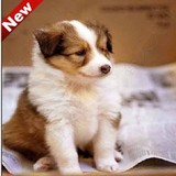 北京犬业纯种双色喜乐蒂牧羊犬幼犬 纯种狗狗出售 可送货到家