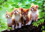 厂家直销神态各异的四小猫三维立体画，动物立体画，立体装饰画