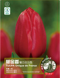 正宗荷兰进口郁金香种球 种子 当年开花 可水培 郁金香种球套餐