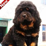 北京犬舍黑色大狮头藏獒幼犬 出售 纯种藏獒狗狗 可来场挑选