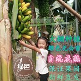 广东徐闻特产新鲜水果香蕉无催熟剂自然粉蕉批发青香蕉5斤装包邮