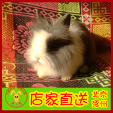【兔子邦】精品迷你侏儒体道奇兔活体兔宝宝宠物兔子北京天津包活