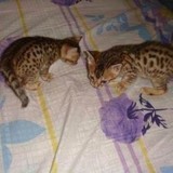 家庭式繁殖 孟加拉豹猫  家养纯种猫，宠物豹猫