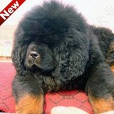 纯种狮头大长毛藏獒幼犬 北京出售大素袋红獒铁包金黑獒狗狗