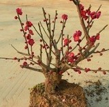 红梅/绿梅/腊梅/乌梅(骨里红朱砂梅)树桩梅花苗/高档室内盆栽盆景