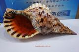 15-40厘米精品凤尾螺，大法螺，密宗法器，能吹响，天然贝壳海螺