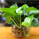 盆栽花卉 水培花卉绿萝吊兰种子室内防辐射绿植 净化空气植物