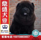 松狮犬.幼犬出售/纯种黑色赛级血统宠物狗狗视频保健康犬舍繁殖E1